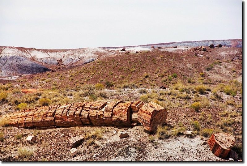 Petrified wood exposed along the Crystal Forest Loop Trail at Petrified Forest 19