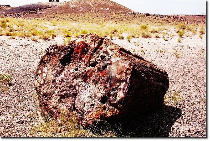 Petrified wood exposed along the Crystal Forest Loop Trail at Petrified Forest 2