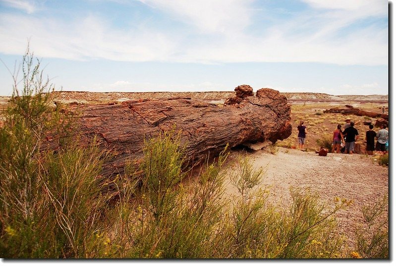 Petrified wood exposed along The Giant Logs trail 5