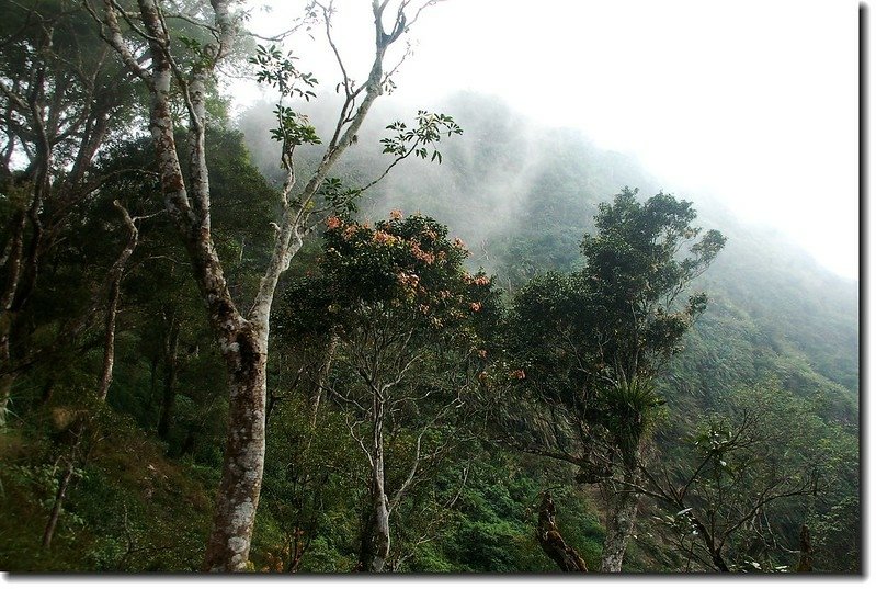 雲霧籠罩石楠花山頭