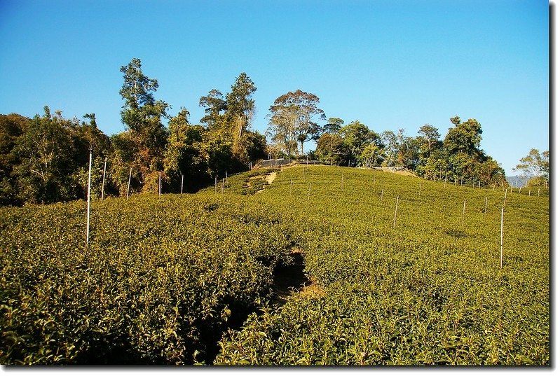 南東眼山茶園登山口