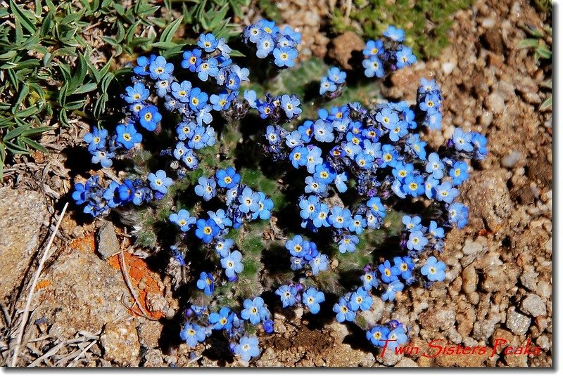 Alpine forget-me-not