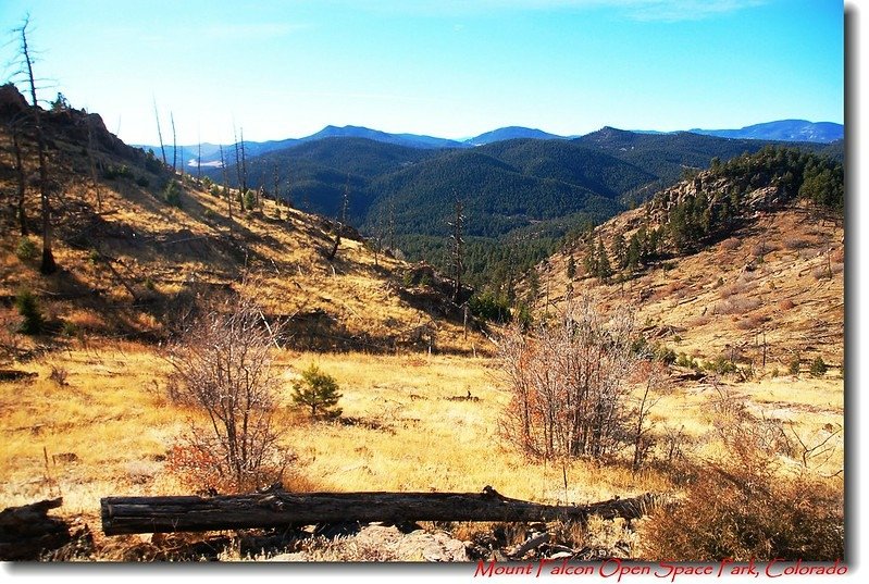 Forest fire area in the Park