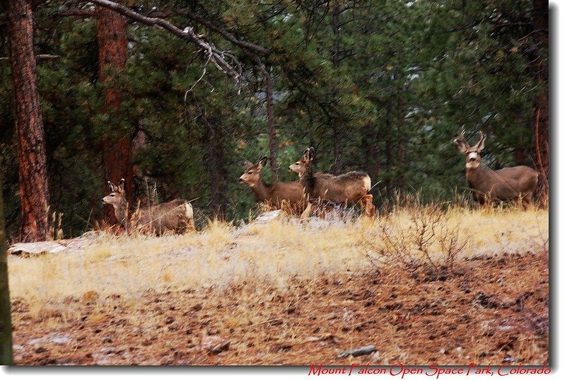 Deer in Walker Home Ruins