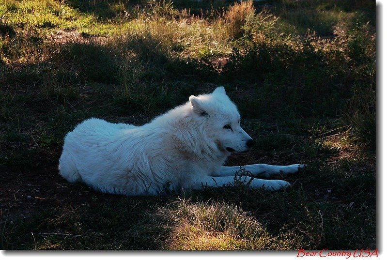 Arctic Wolves 1