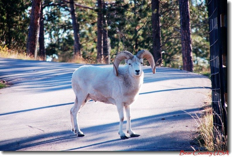 Dall Sheep