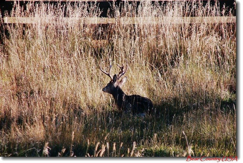 Mule Deer