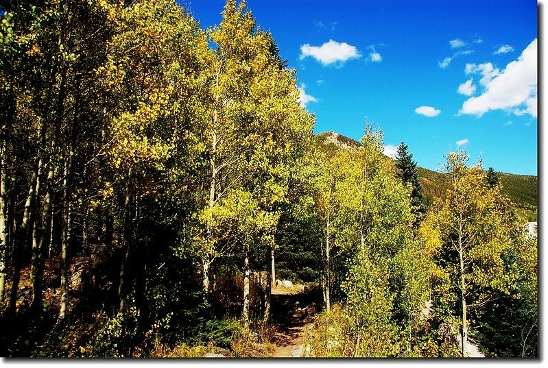 The Aspen leaves turn to golden gradually 2