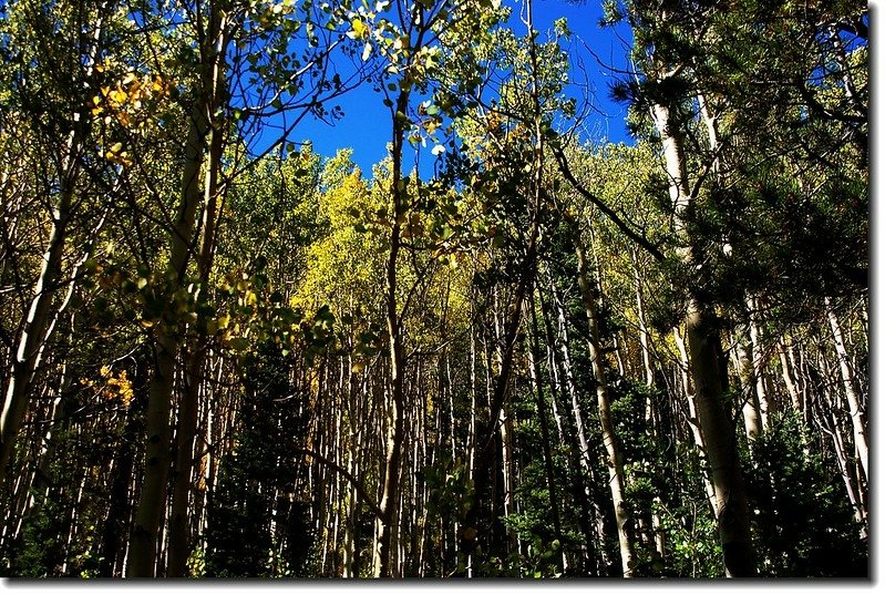 The Aspen leaves turn to golden gradually 4