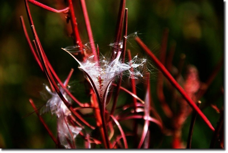 Fireweed gone to seed