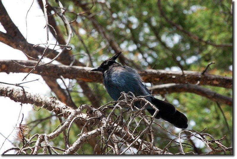 Steller&apos;s Jay 1