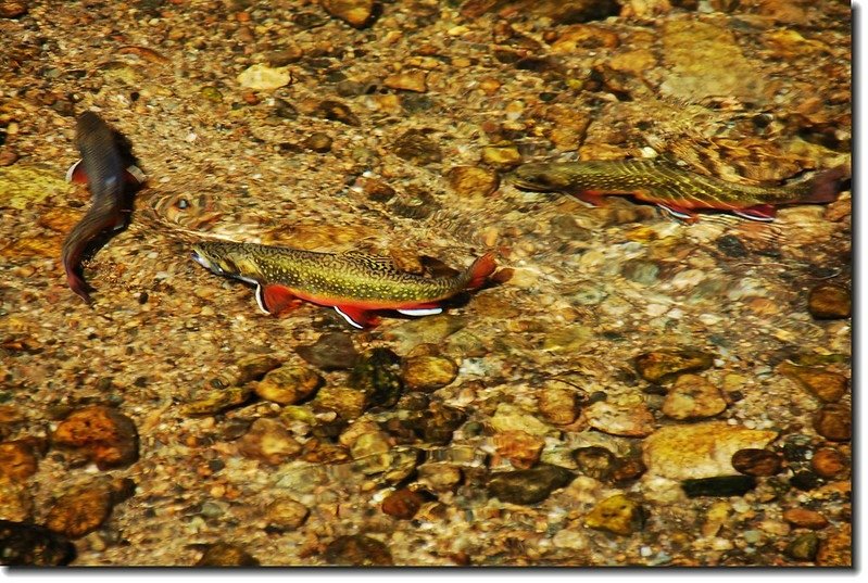 Brook Trout in Sprague Lake 3