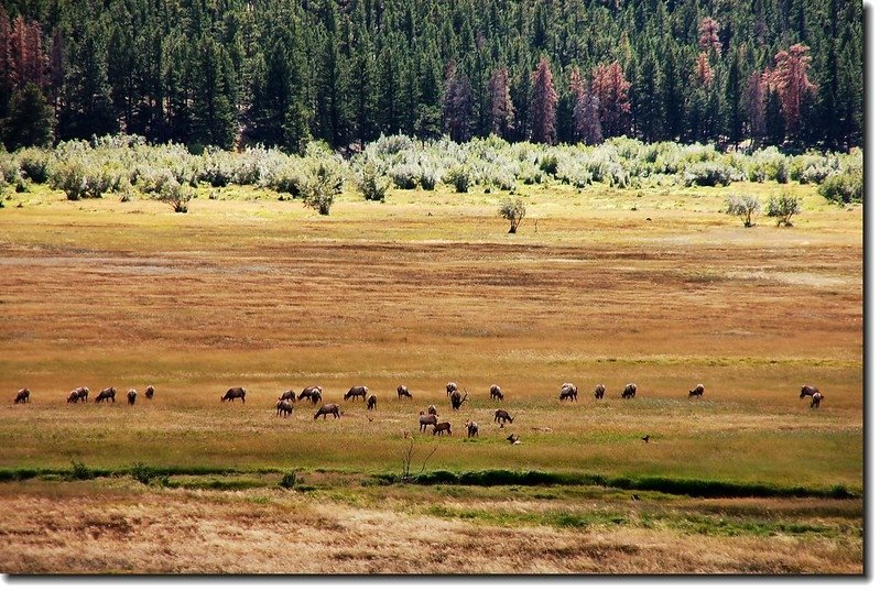 Elks in Moraine Park 1