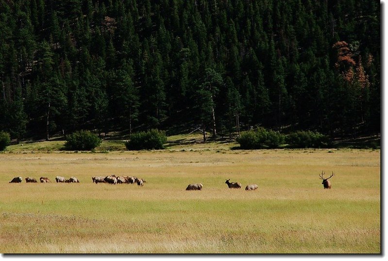 Elks in Moraine Park 3