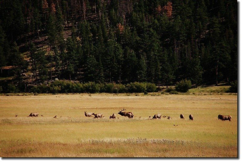 Elks in Moraine Park 8