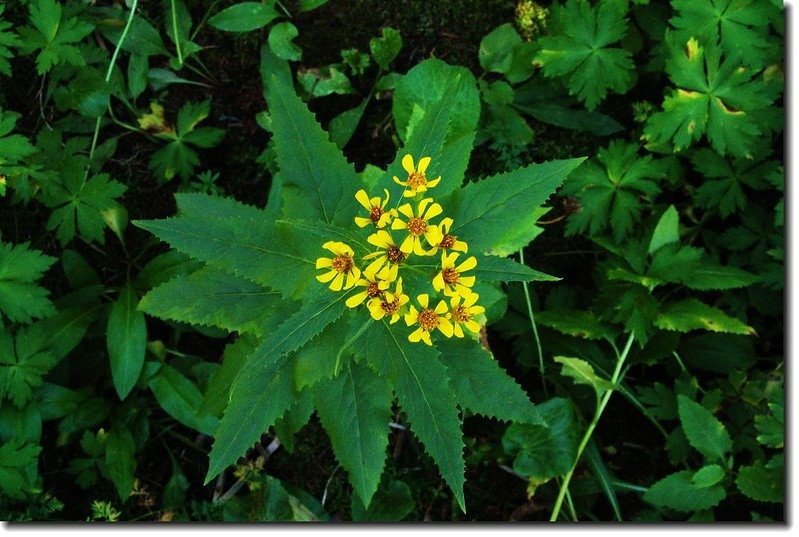 Arrowleaf Senecio