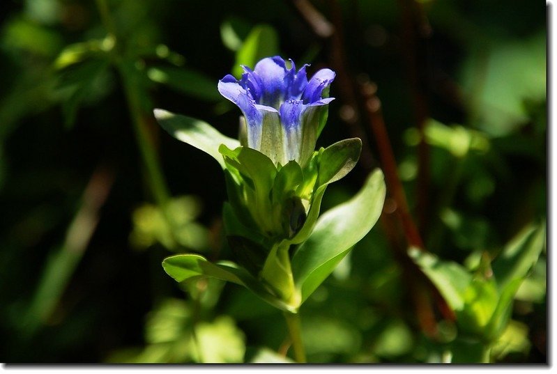 Mountain Gentian 1