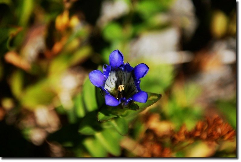 Mountain Gentian 2