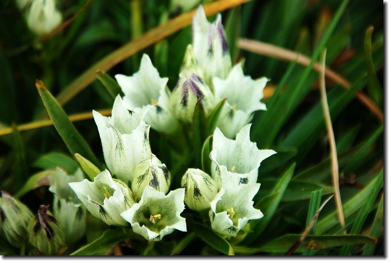 White Gentian 2