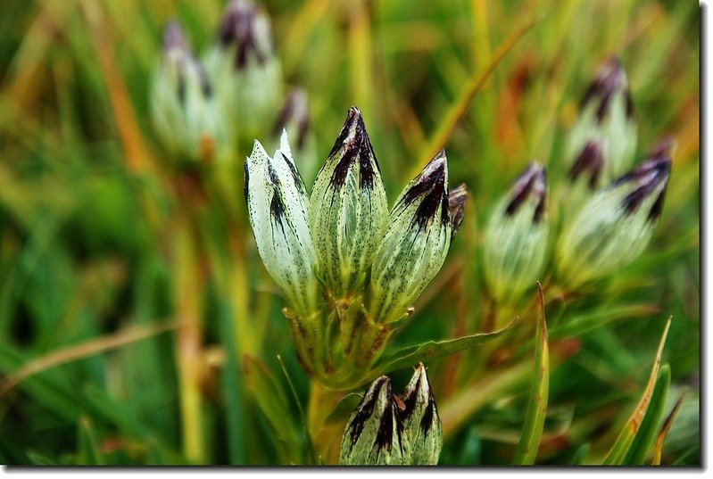 White Gentian 1