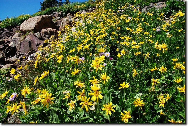 Wildflower below Lake Isabelle bank 2