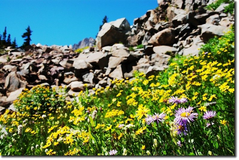 Wildflower below Lake Isabelle bank 1