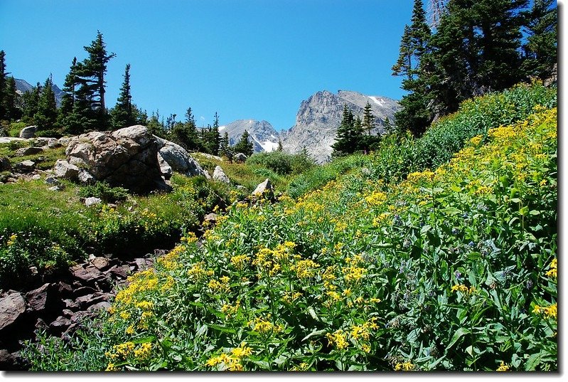 Wildflower below Lake Isabelle bank 3