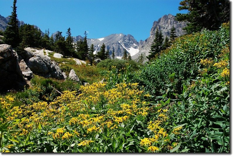 Wildflower below Lake Isabelle bank 4