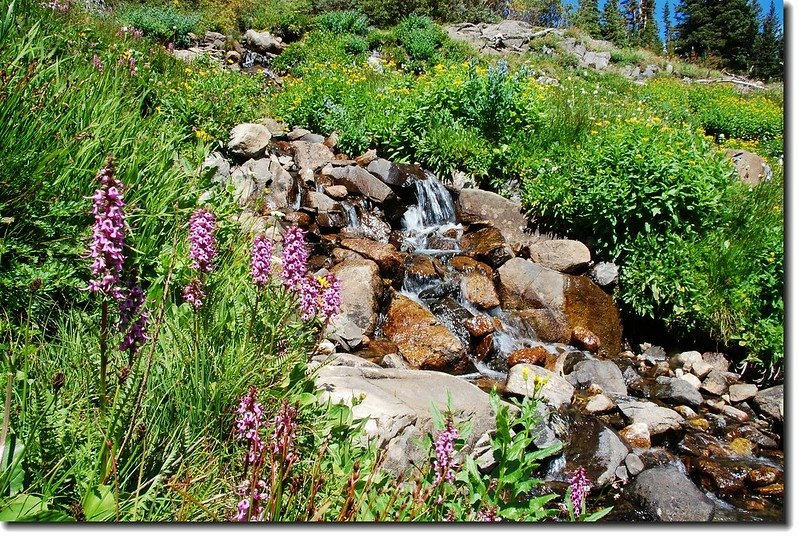 Cascade &amp; wildflower on Lake Isabelle 2