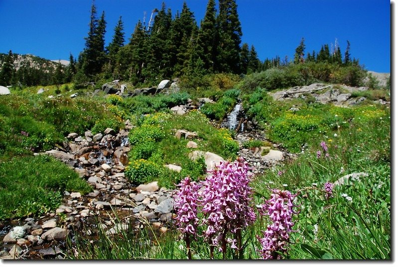 Cascade &amp; wildflower on Lake Isabelle 1