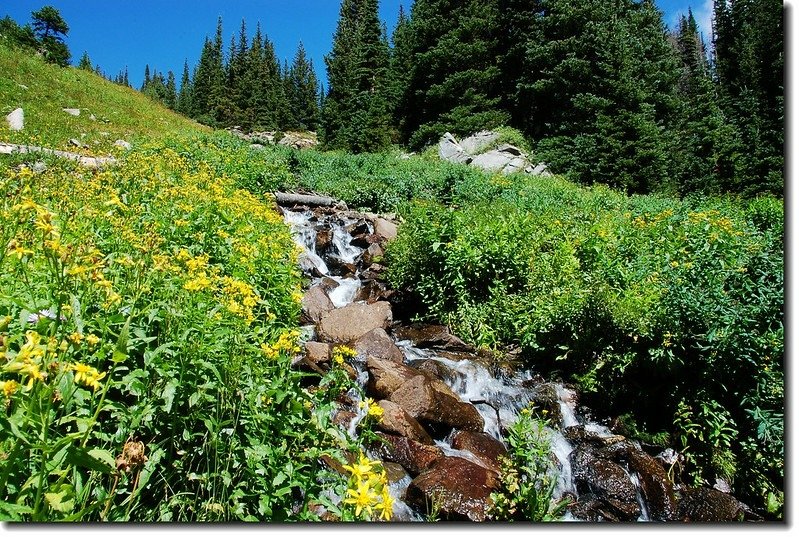 Cascade &amp; wildflower along the trail 1