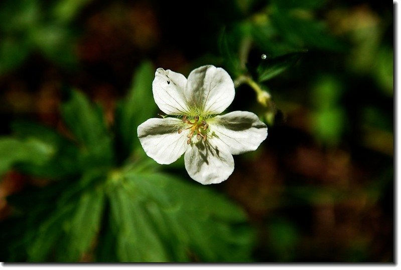 White Geranium 1