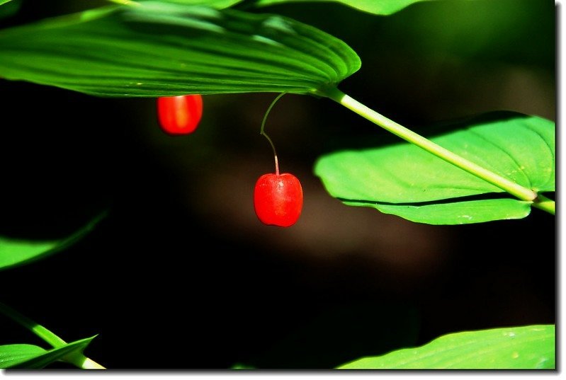 Rose twisted stalk fruit 1