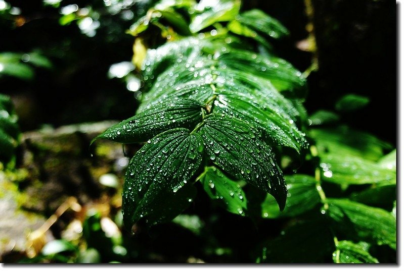 Rose twisted stalk leaf 1