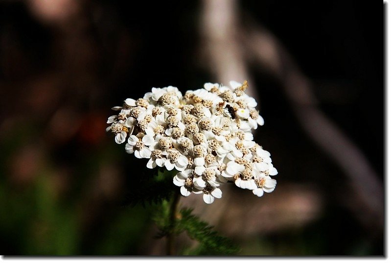 Yarrow