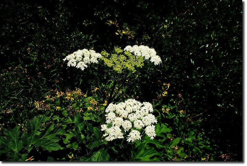 Cow Parsnip Flowers