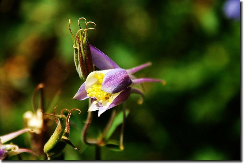 Blue Columbine 3