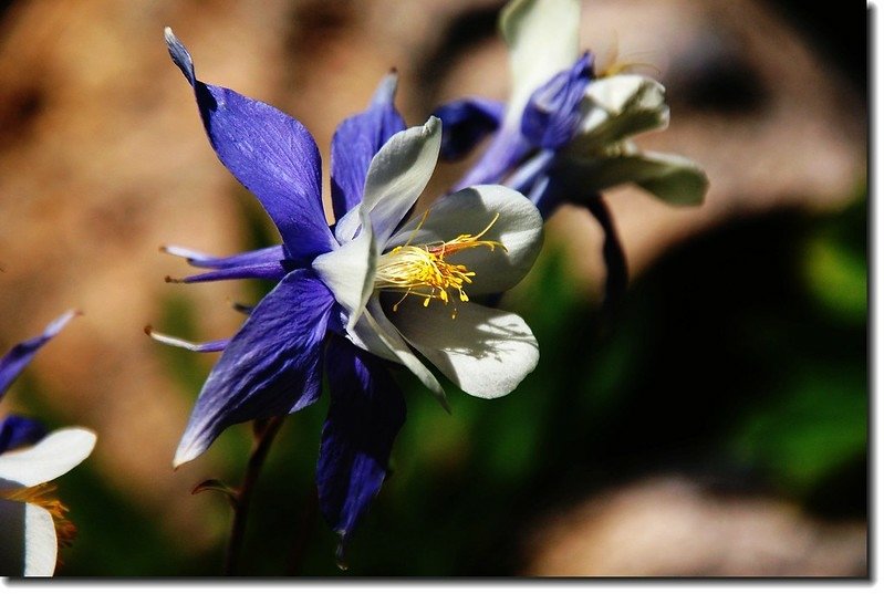 Blue Columbine 1