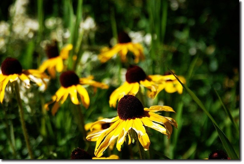 Back Eyed Susan