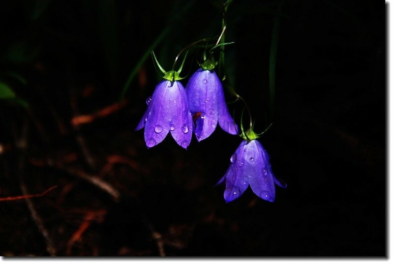 Mountain Harebell