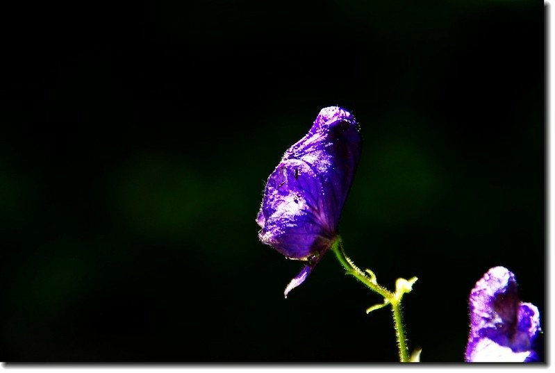 Monkshood 3