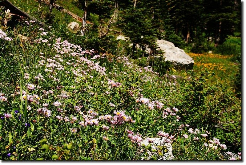 The wildflower are in full bloom 6