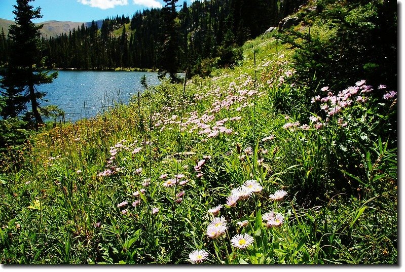 The wildflower are in full bloom 4