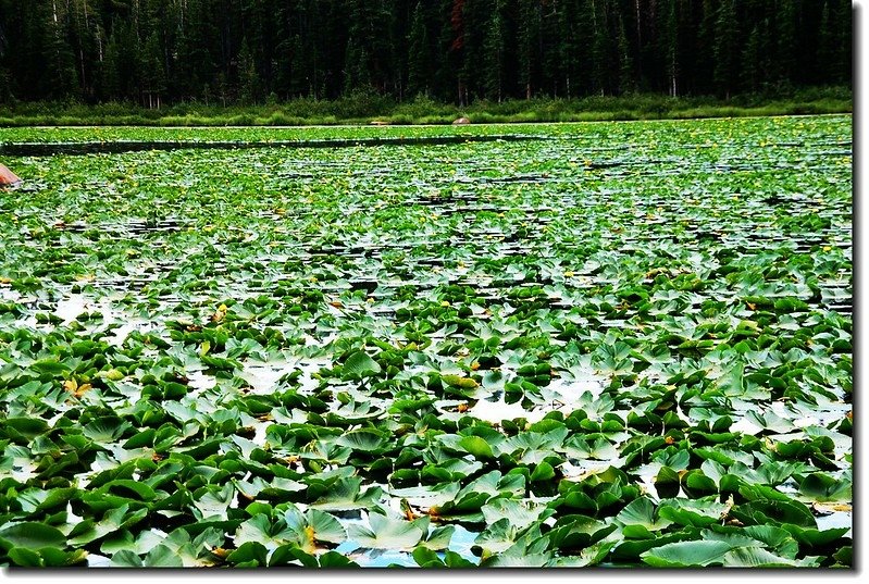 Yellow Pond Lily 4