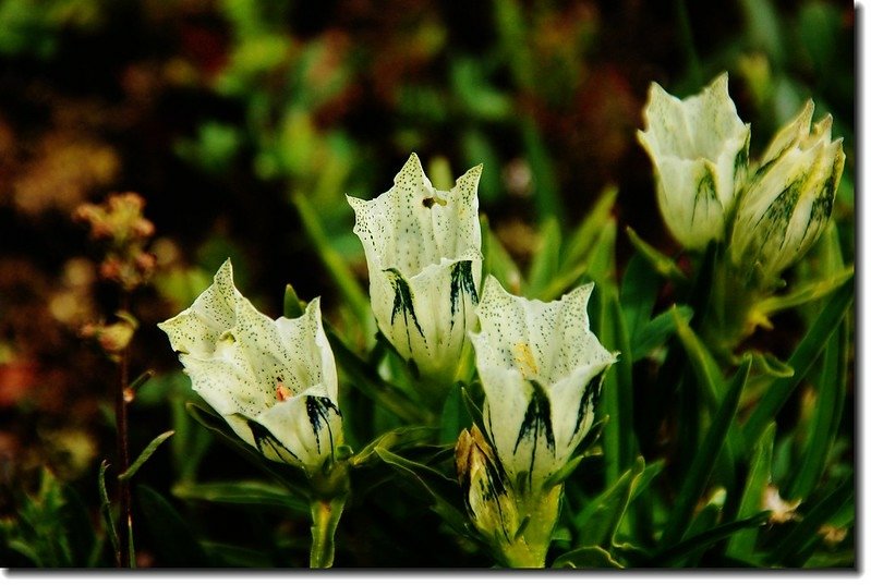 white gentian