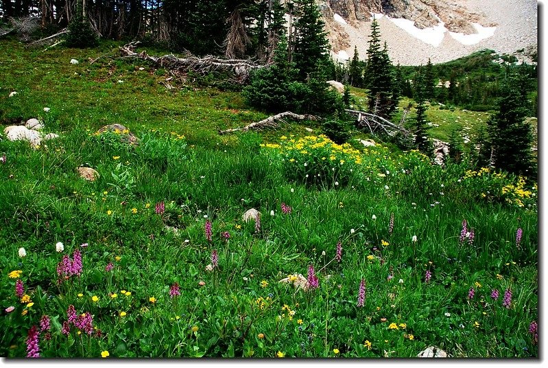 Wildflower along the trail 3