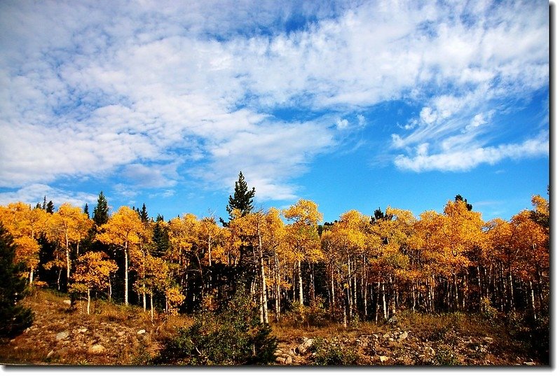 Aspen leaves turn to golden 3