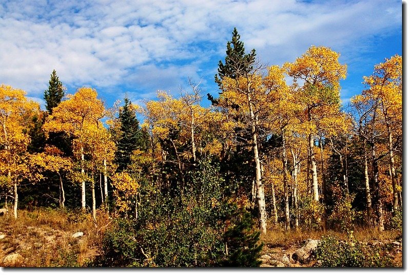 Aspen leaves turn to golden 4