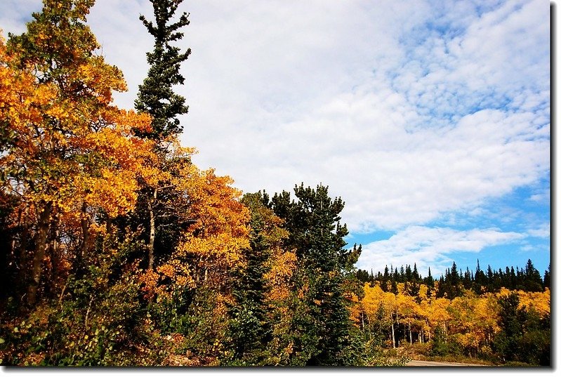 Aspen leaves turn to golden 2