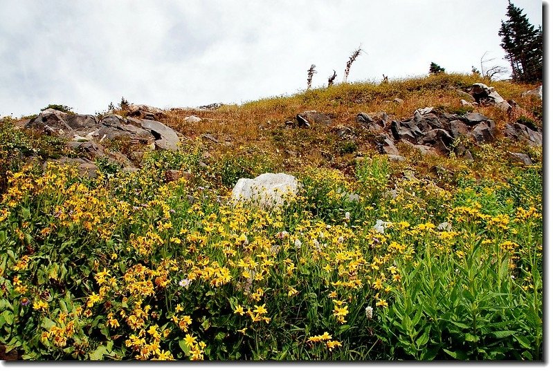 Wildflower along the Trail 3